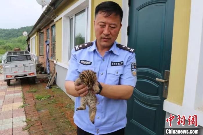 柴火垛中惊现"山狸子" 民警救助发现竟为二级保护动物豹猫