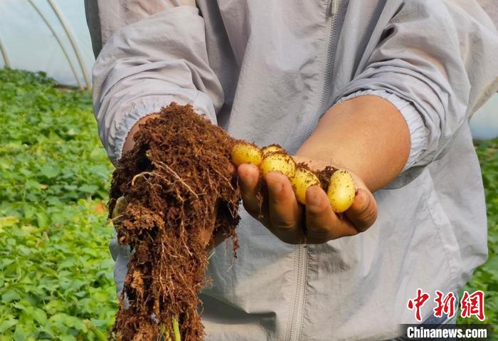 图为李进福展示培育的原原种. 刘玉桃 摄