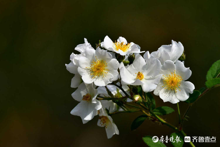 花开齐鲁济南泉城公园白色野蔷薇花开烂漫宛如夏天的小精灵