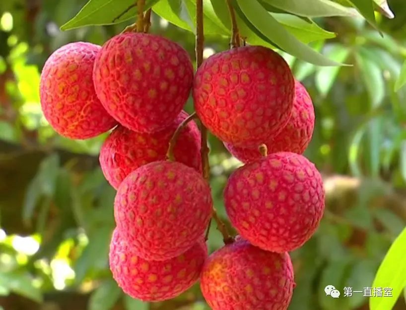 惠州第二届(云上)东坡荔枝文化节来啦!