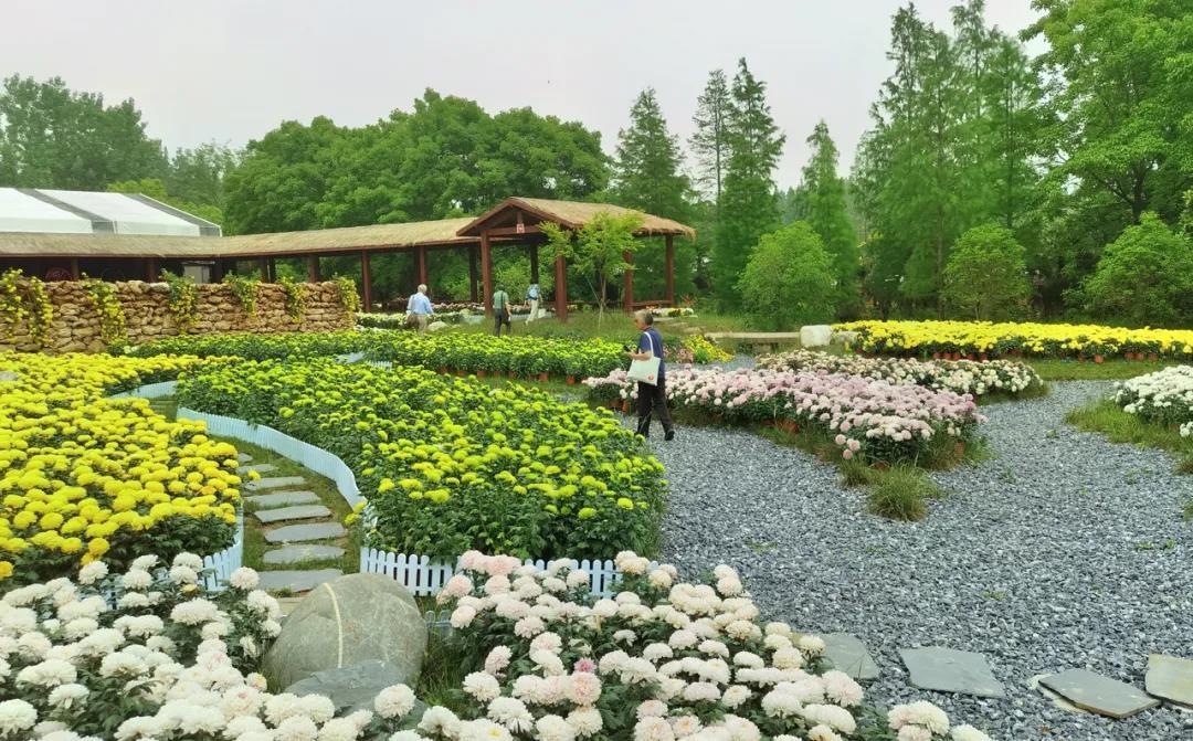 秋季的菊花在花博园菊园提前盛放