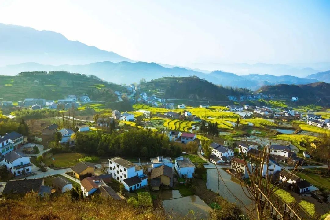 97国际游戏app-乡村行·看振兴）江西都昌逾五万亩白茶争“鲜”上市 小“金叶”助农增收