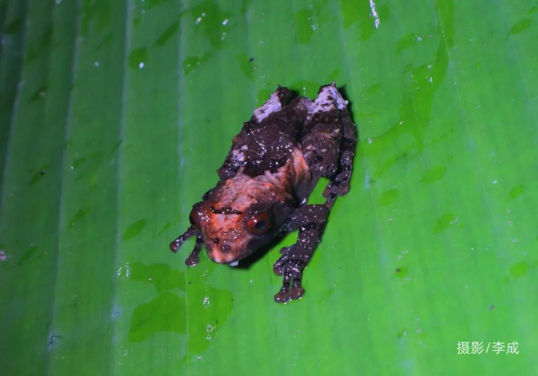 首先发现了稀有的北蟾舌蛙;这种类似浮蛙的物种前后被命名为网纹扁手