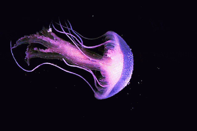 640_426gif 动态图 动图