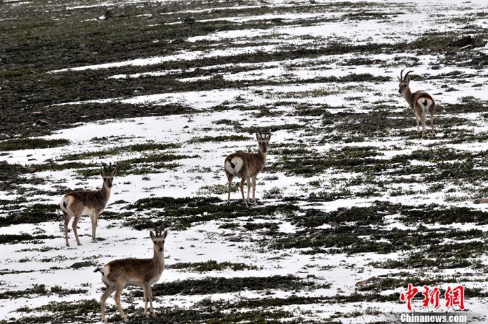 资料图：2013年9月4日下午，4只藏原羚在青海可可西里自然保护区的公路旁向路人张望。中新社记者 胡友军 摄