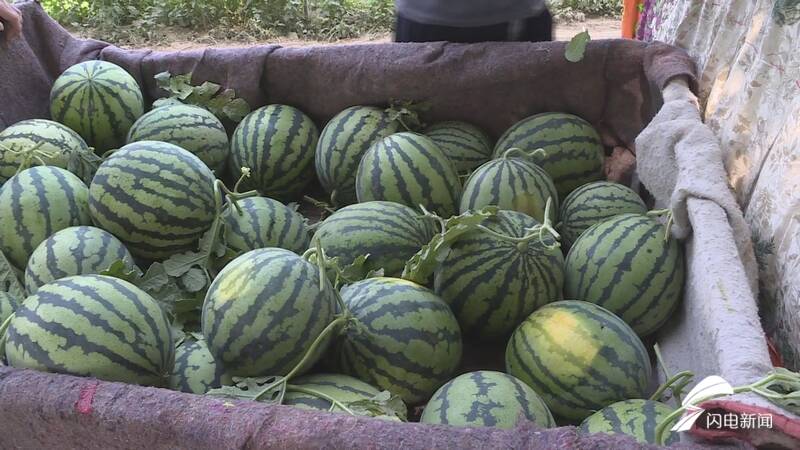 德州平原年产西瓜5万多吨直供京津冀地区精细化管理助力打造特色农业