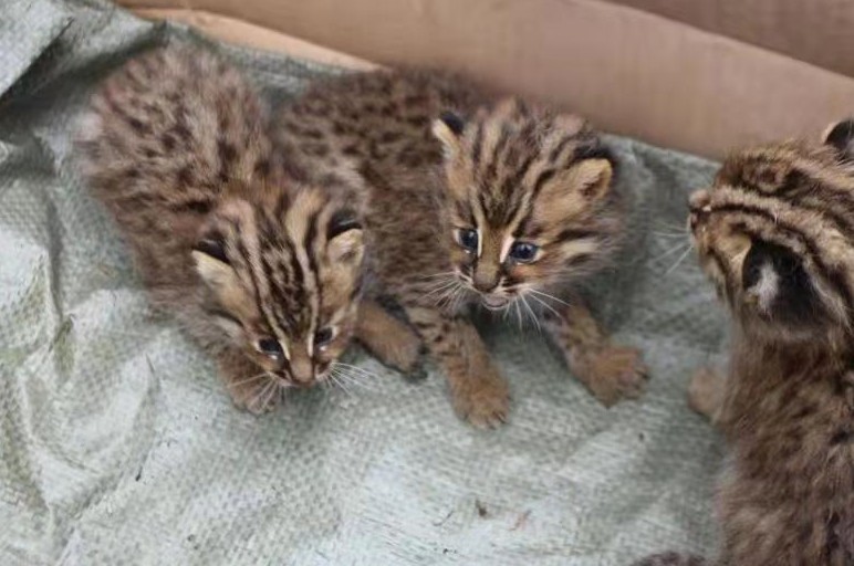 柴火垛里惊现一窝小豹猫可萌可萌了呢