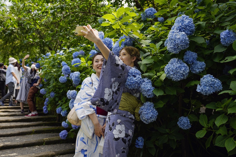 当地时间2021年6月11日，日本镰仓，当地绣球花盛开，民众观赏拍照。