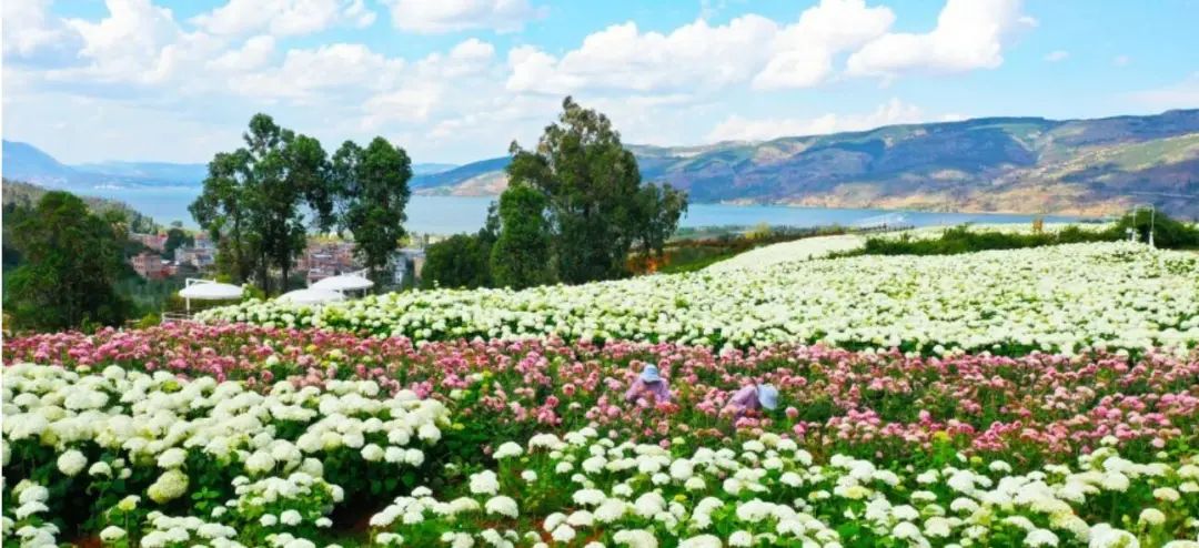 图为南国山花生态科技园绣球花基地