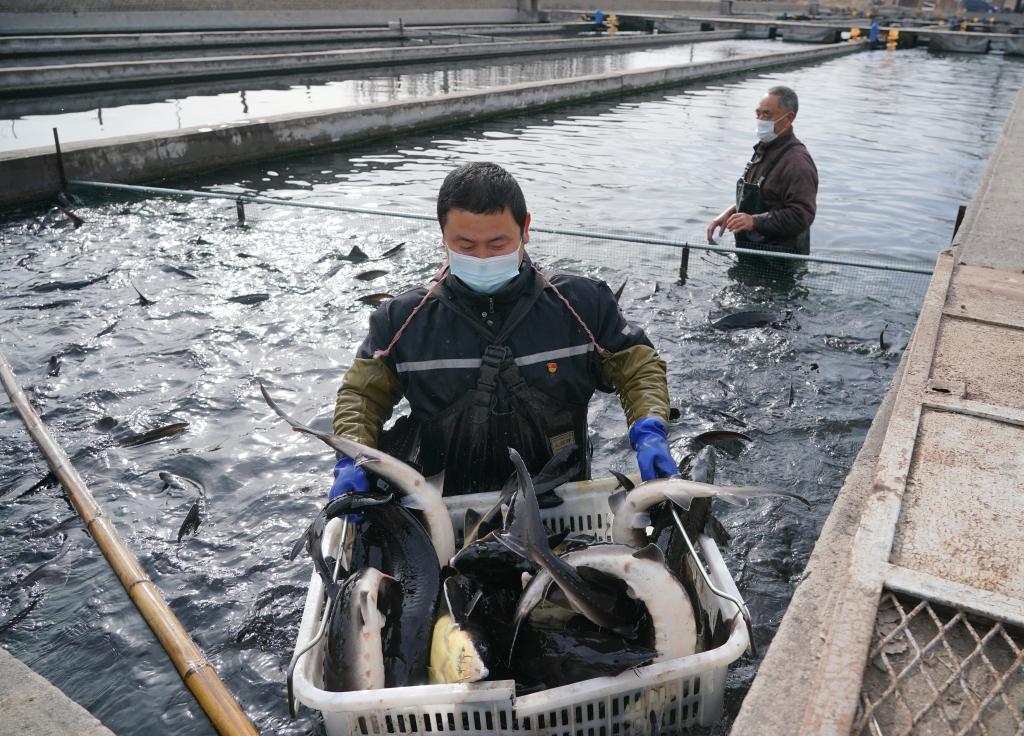 　　河北井陉：捕鱼供市场2021年2月4日 新华社记者 杨世尧 摄