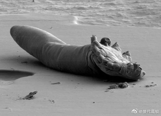 今日全宇宙最涨姿势的十张图