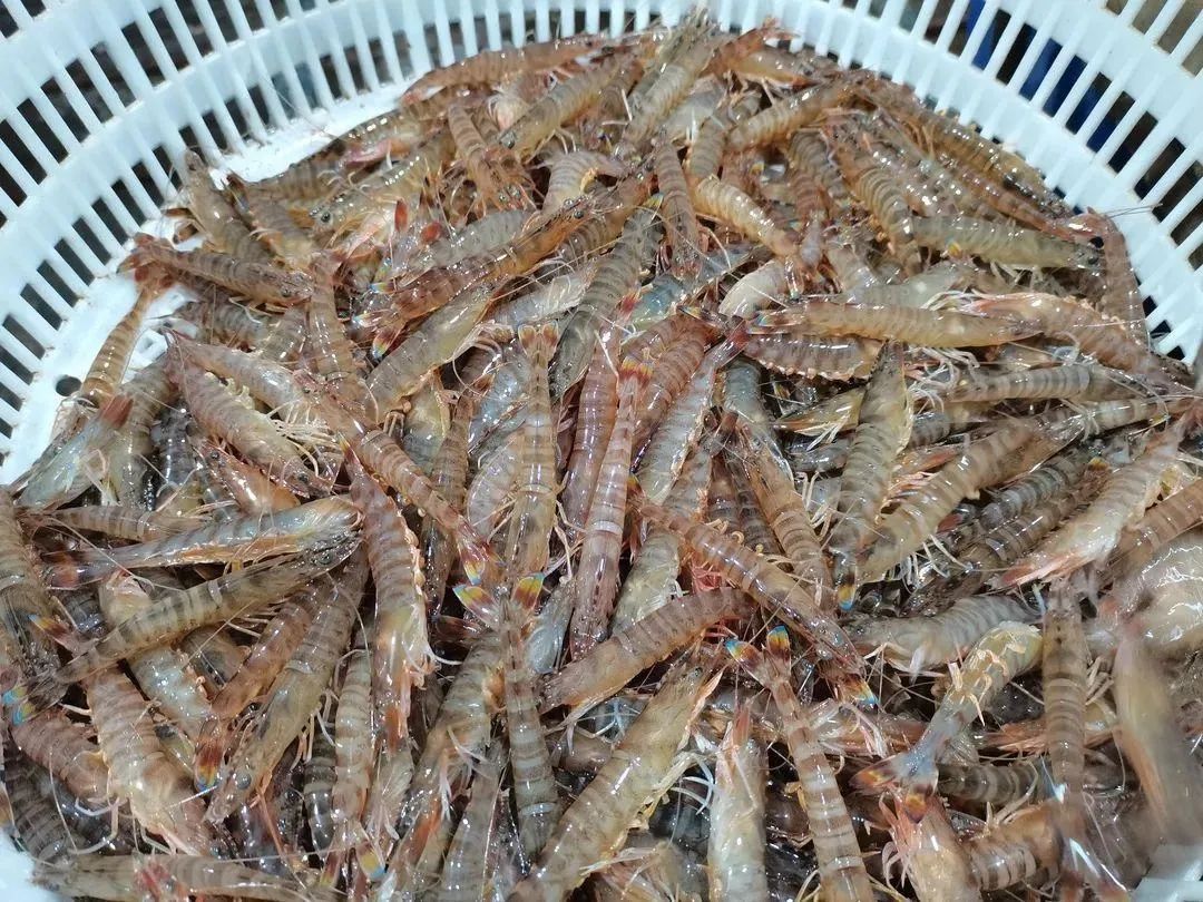 卖价超100元/斤,即将大量上市,这里每天20多万斤鲜虾送往全国,一周后