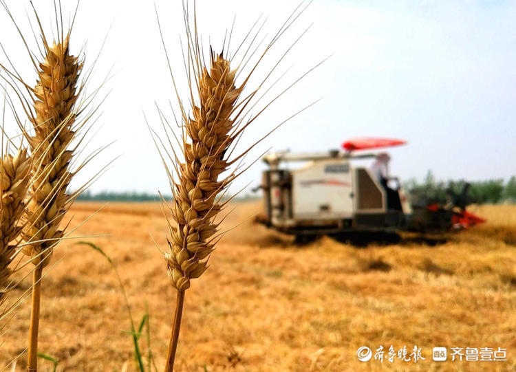 情报站收割忙临沂郯城县的麦子熟啦金黄一片粒粒饱满惹人喜