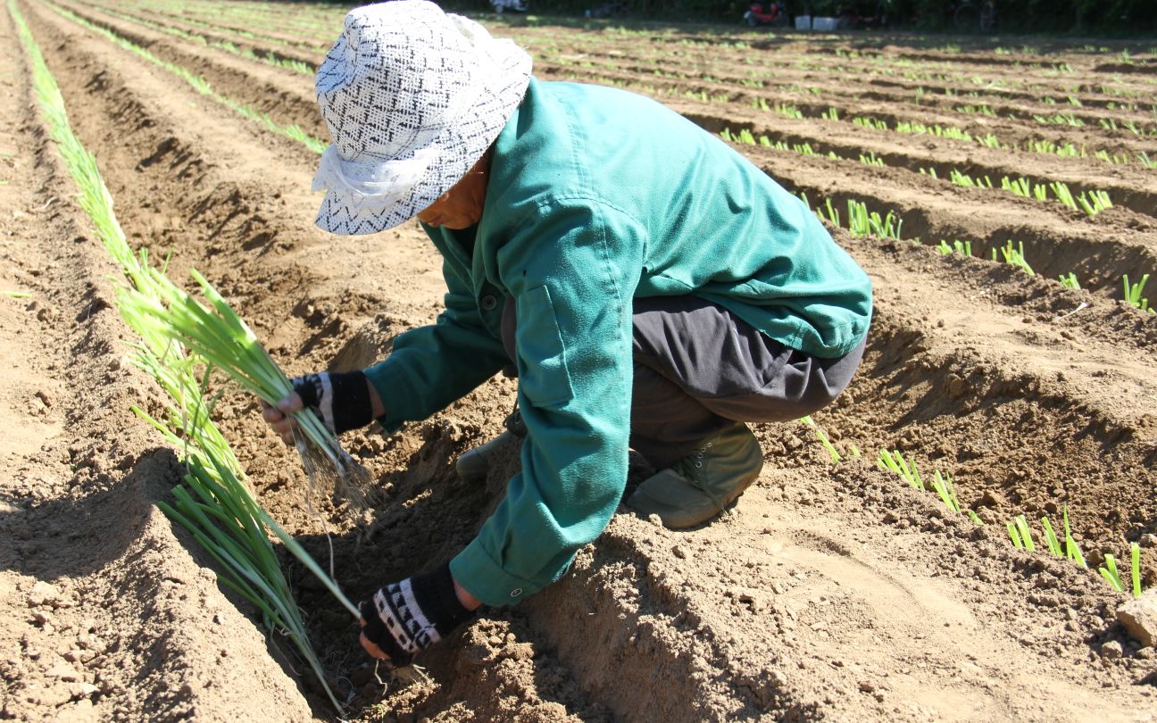 端午前后移栽定植 平谷东高村镇百年大葱种植面积创新高|京东_新浪