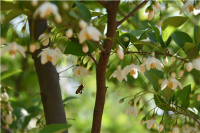 荣成玉玲花是野茉莉科落叶亚乔木,学名野茉莉,是我