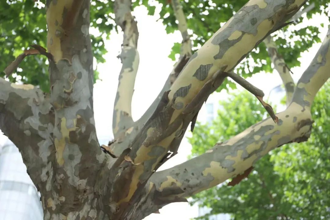 你知道为什么悬铃木年年树皮剥落而不死吗?