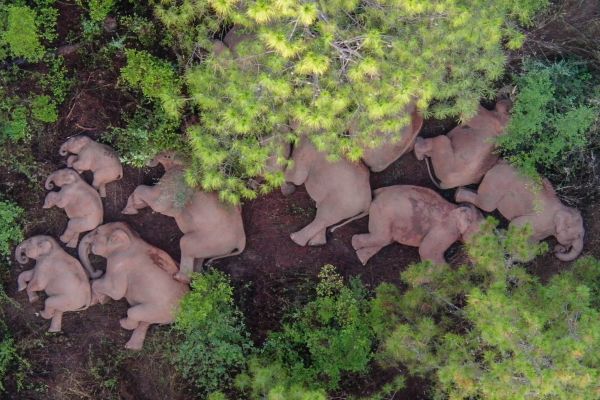 这是6月13日在云南省玉溪市易门县十街乡拍摄的象群（无人机照片）。新华社发