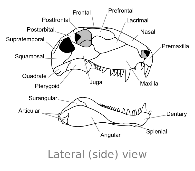 这个顶着大帆的大怪兽居然是我们的叔祖父