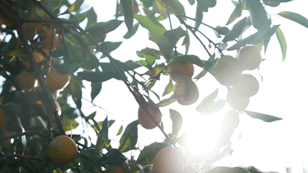 ▲千万别误会柳州只有螺蛳粉 / 图虫