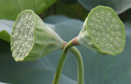 荷梗为莲的叶柄及花柄.味苦,性平.入脾,膀胱经.