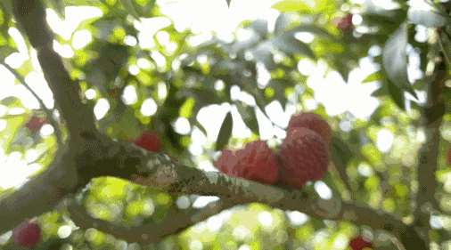 ▲从热带到温带水果，广西都能提供良好气候