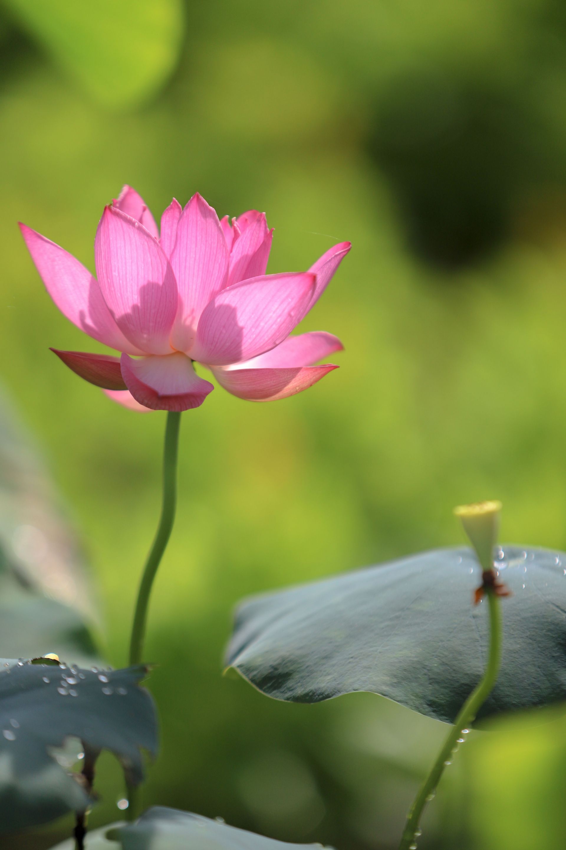 荷花映日,风华百年!东莞市桥头镇荷花节启动