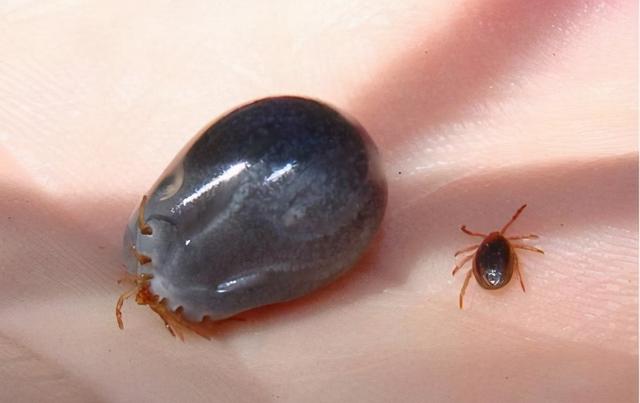 多数人不知道|蜱虫|夺命|虫_新浪新闻