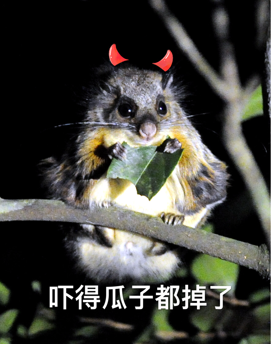 共建地球生命共同体丨一波雨林精灵表情包来袭,快准备收藏!