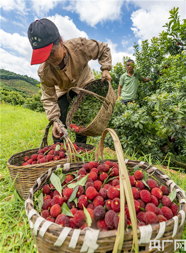赵春亮摄2021年6月14日,果农在江西省新余市仙女湖区白田村杨梅基地忙