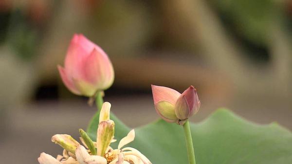 十万分之一的概率！花博园开出“并蒂莲”，将迎盛花期