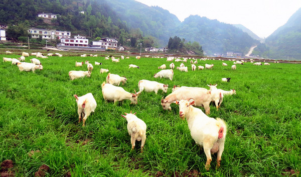 贵州白山羊的做法(白山羊的功效与营养价值)