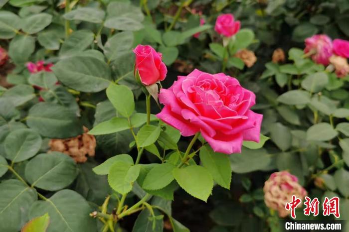 网络媒体革命老区行 河南南阳 一朵月季花撬动亿元大产业 手机新浪网