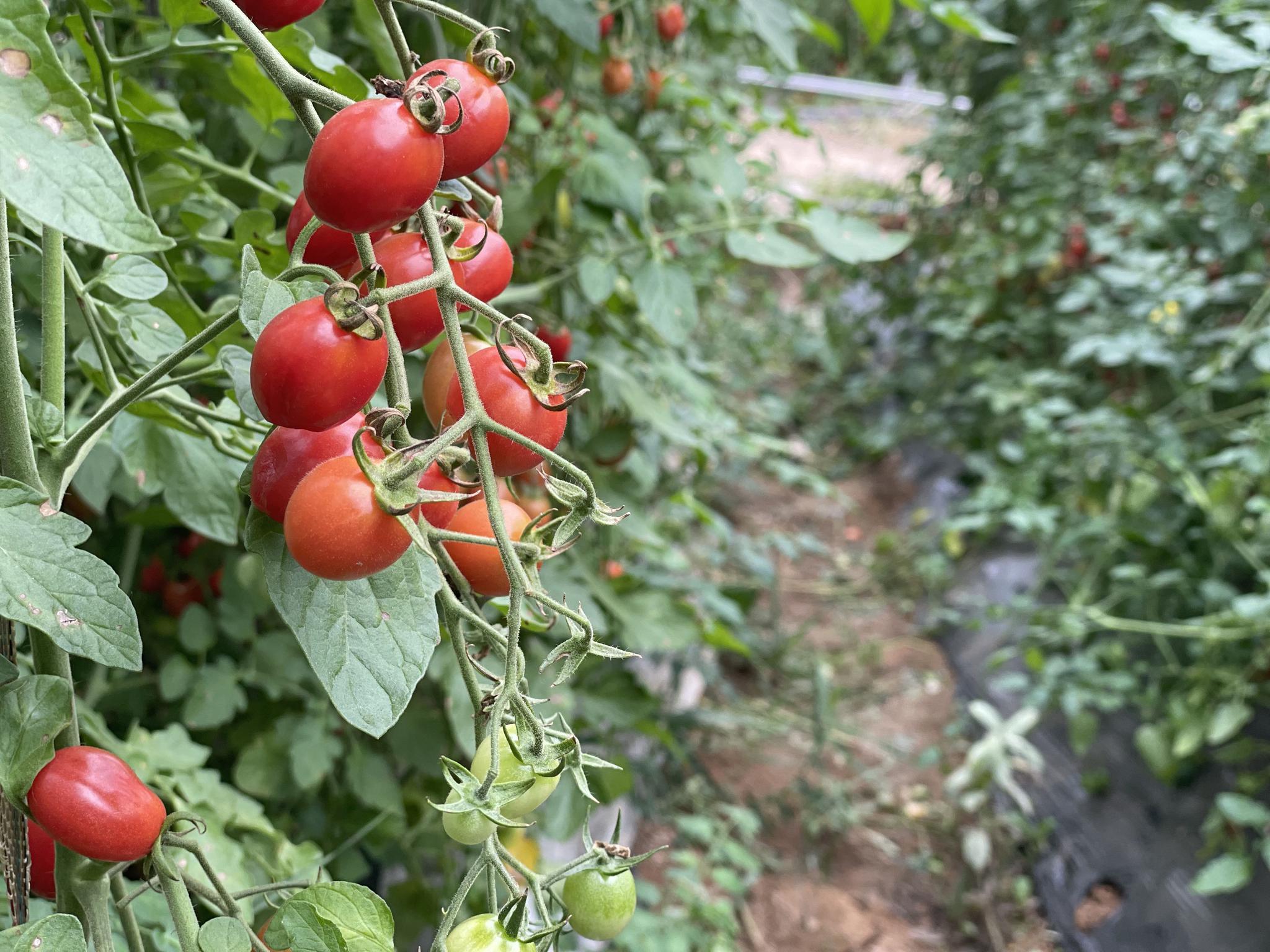河南淅川:用一个小番茄 搏一个大未来