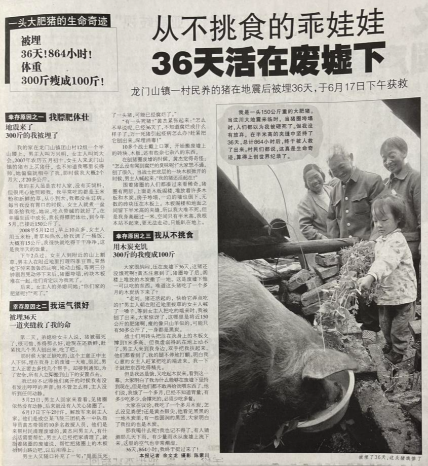 2008年6月21日，成都商报发布“猪坚强”被困36天获救的新闻报道