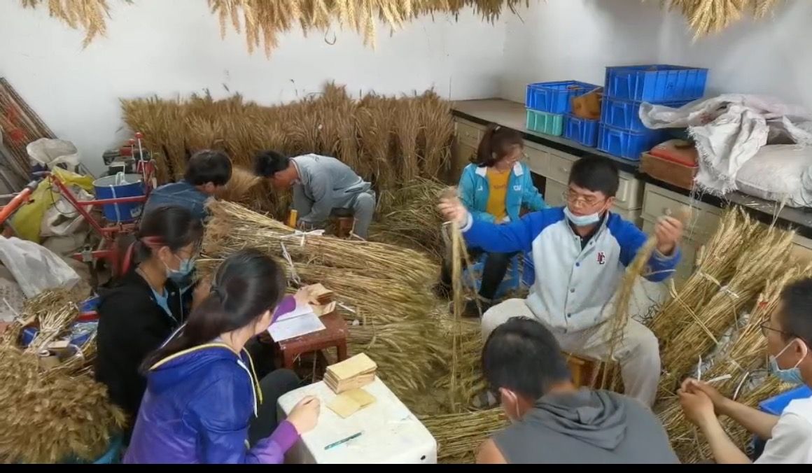 研究生们围坐在一起，筛选记录学弟学妹们拔回来的小麦单株。受访者供图