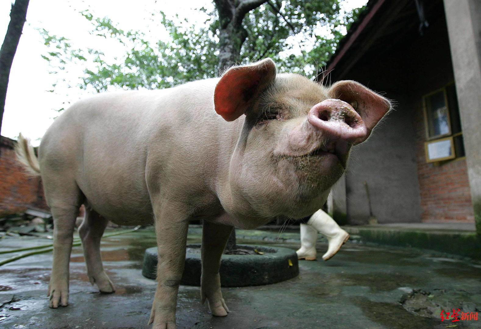 猪坚强的一生从废墟下到博物馆13年它一直活在国人目光中