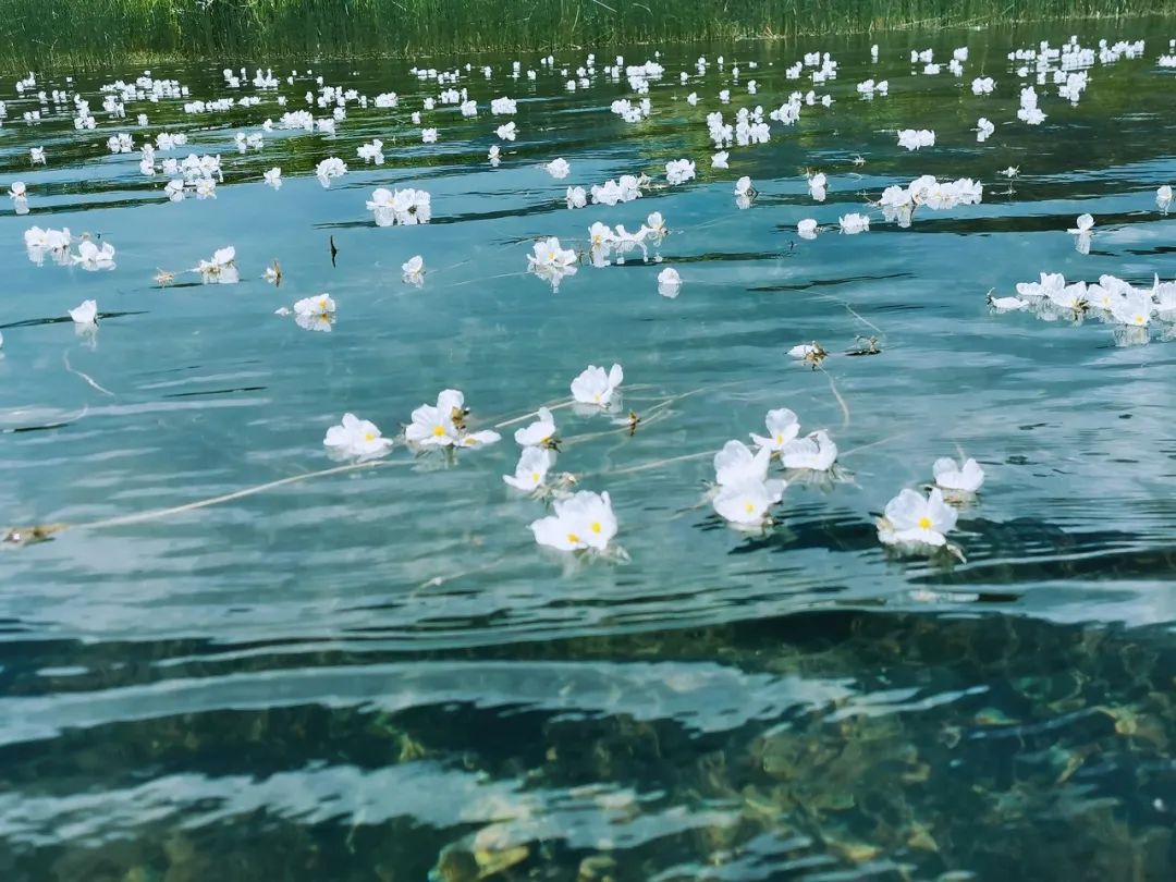 只有云南人才知道的花，名字叫水性杨花，这个季节来泸沽湖刚好 - 泸沽湖游记攻略【携程攻略】