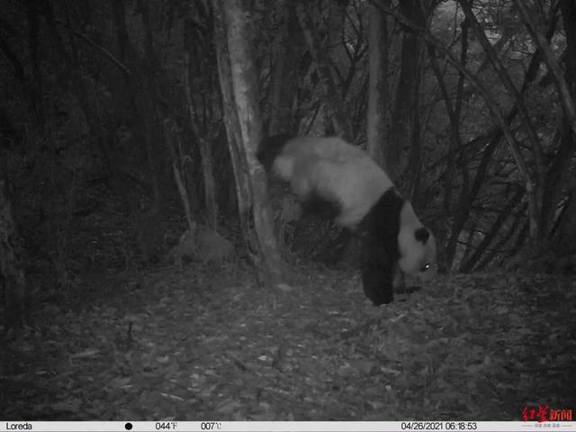 红外相机拍到珍贵照片:四川大熊猫倒立撒尿"征婚"