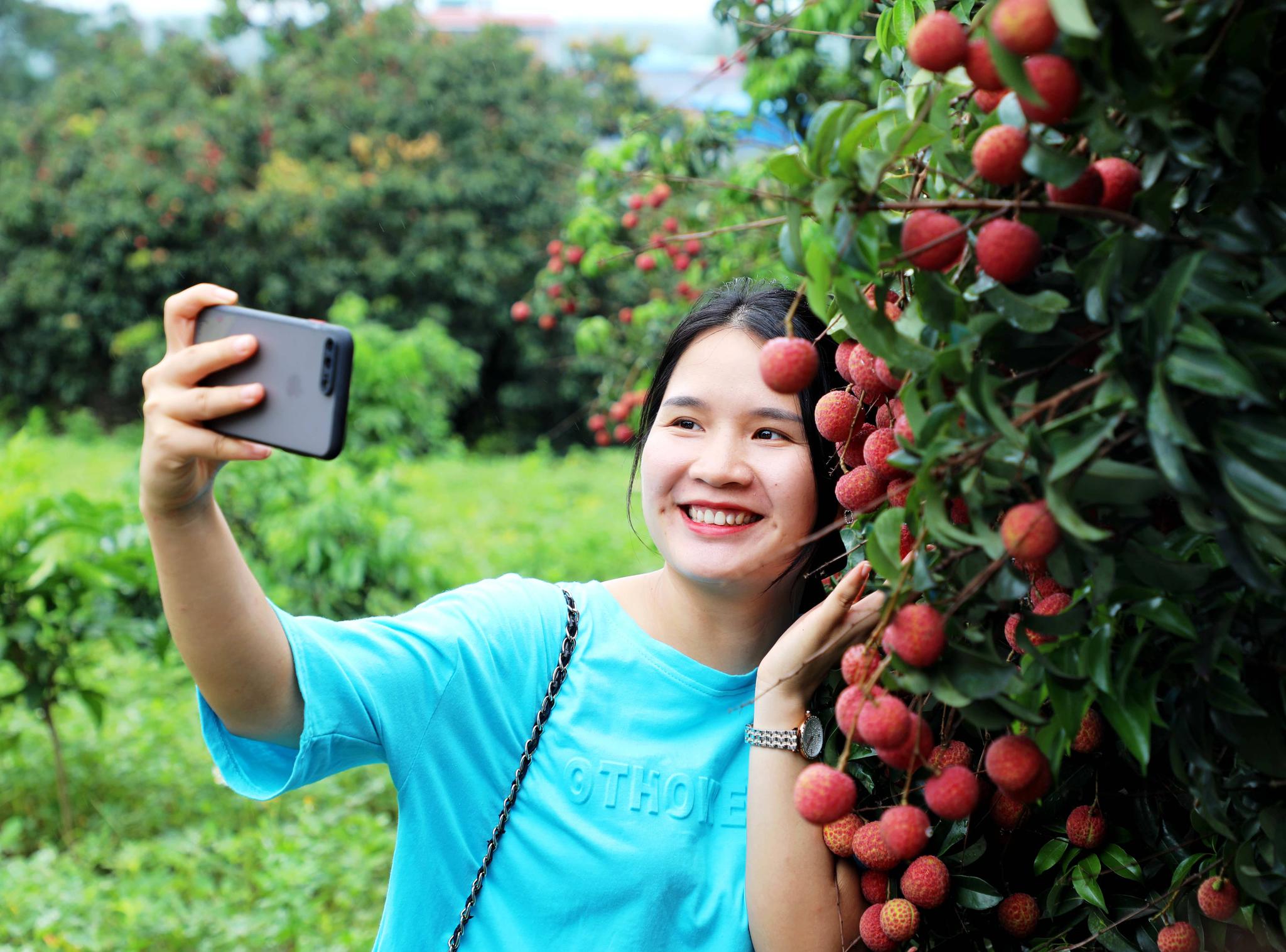 贵港市港北区举办荔枝文化节