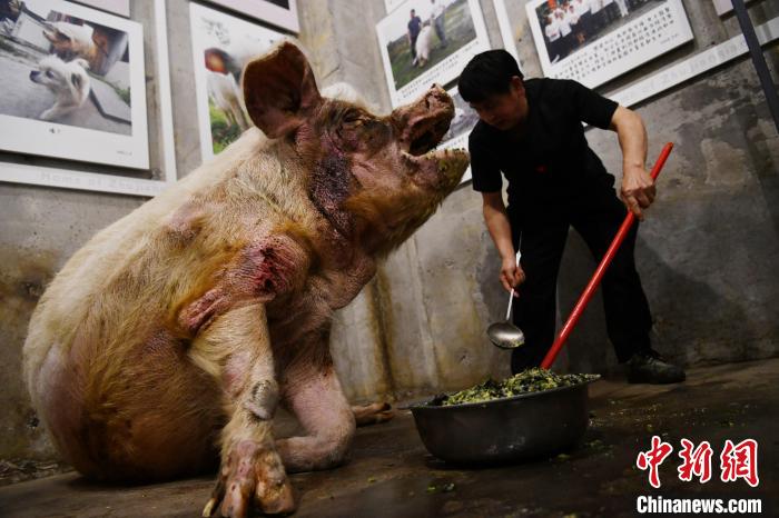 专职饲养员龚国成正在为“猪坚强”喂食。（资料图）
