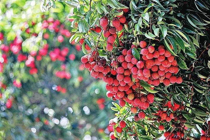 黄田荔枝昨开摘 新鲜上市别错过