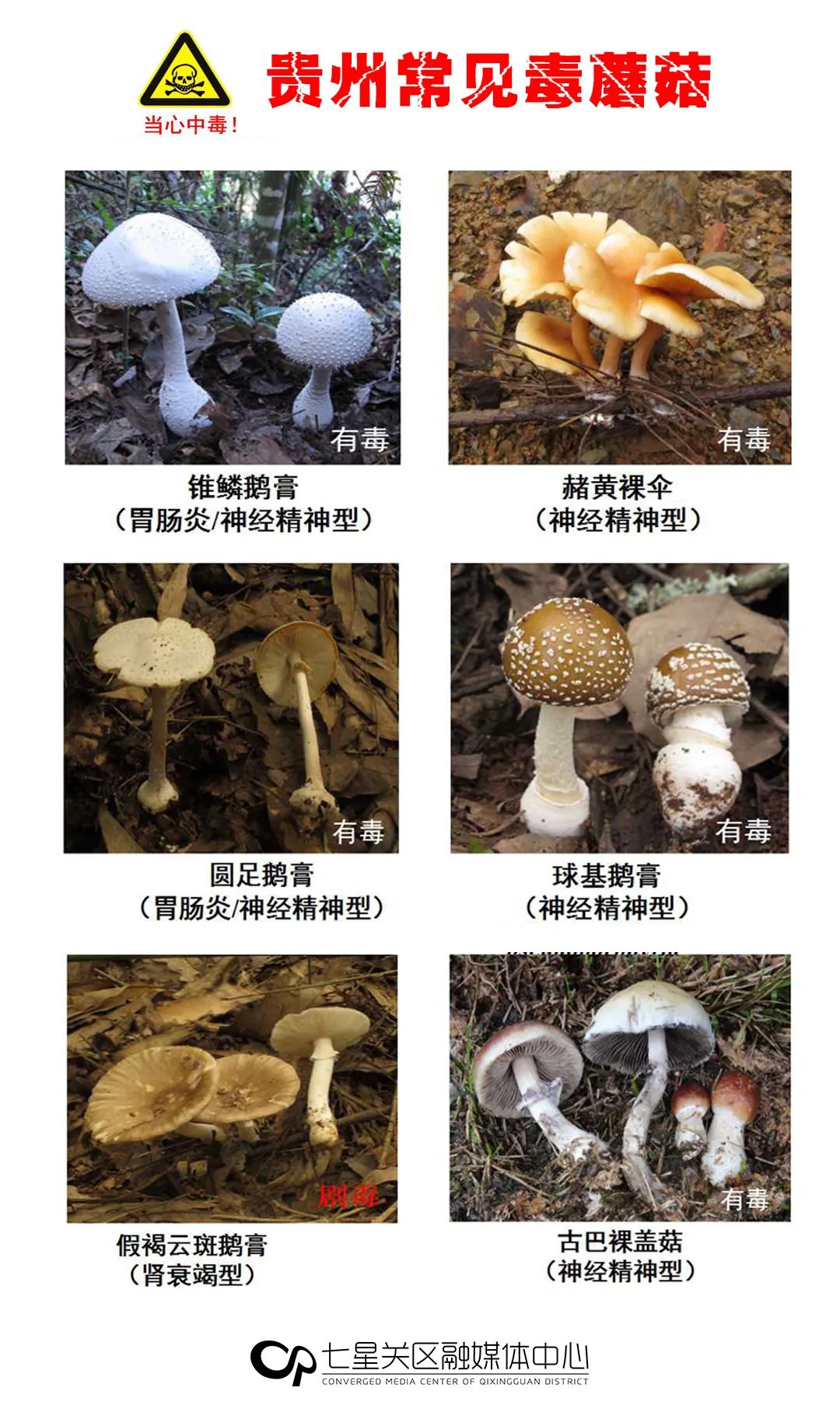 “云南常见毒菌（毒蘑菇）”宣传画印刷发行----中国科学院昆明植物研究所