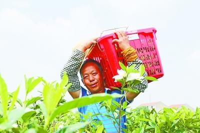 40年坚守出一个“花香产业” “栀子花村”想香飘更远