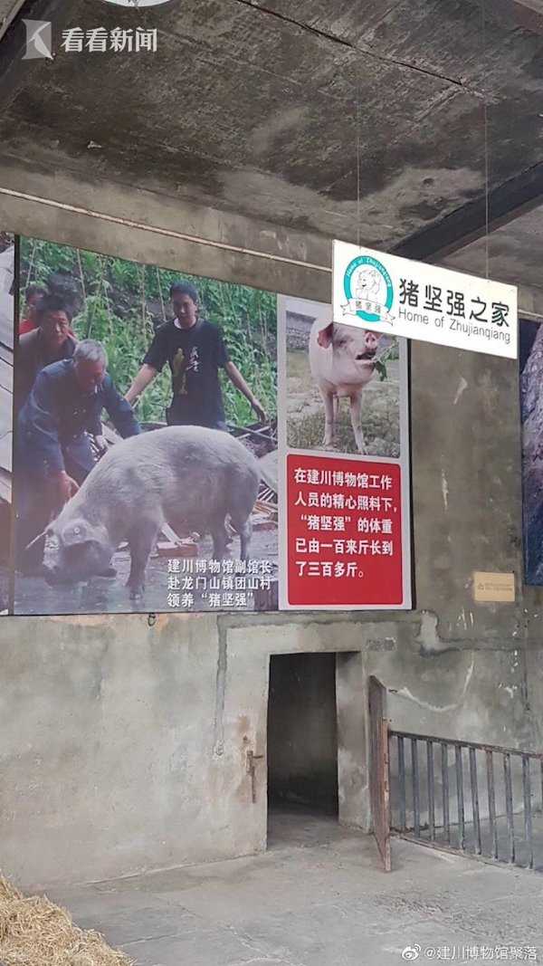 等到猪坚强过世,将会把它制作成标本,将它顽强生存的故事传递下去,而