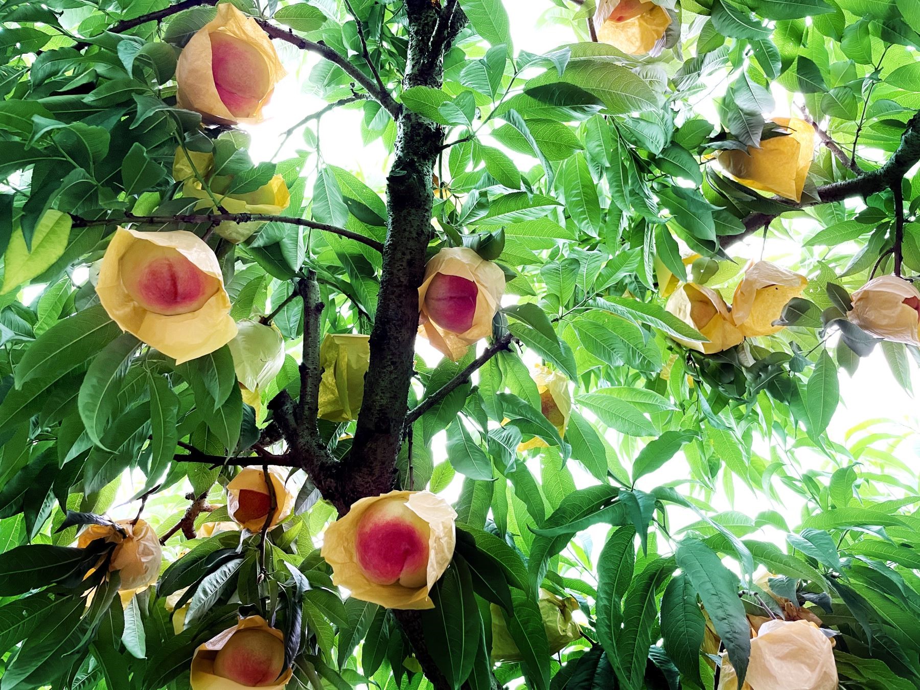 无锡惠山特产水果图片