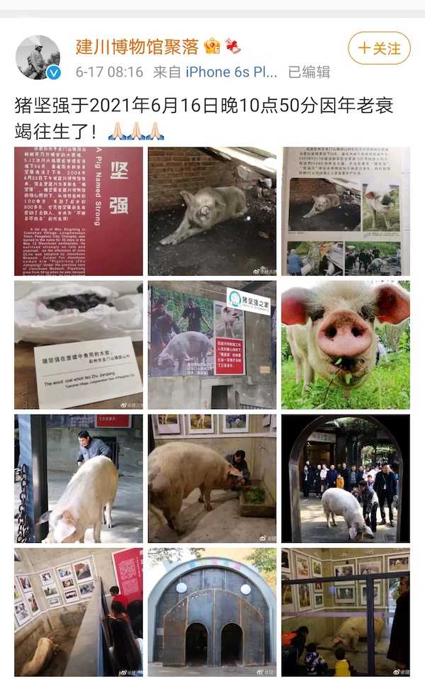 视频|汶川地震“猪坚强”去世 相当于人类百岁高龄_新浪新闻