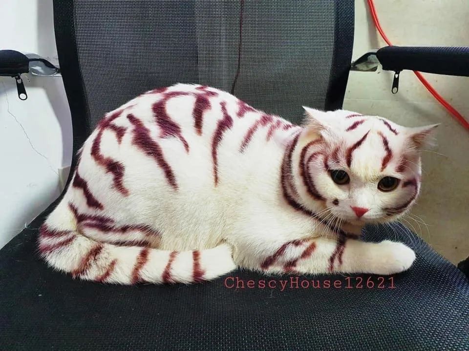 网:你这虎不错,主人:这是猫!