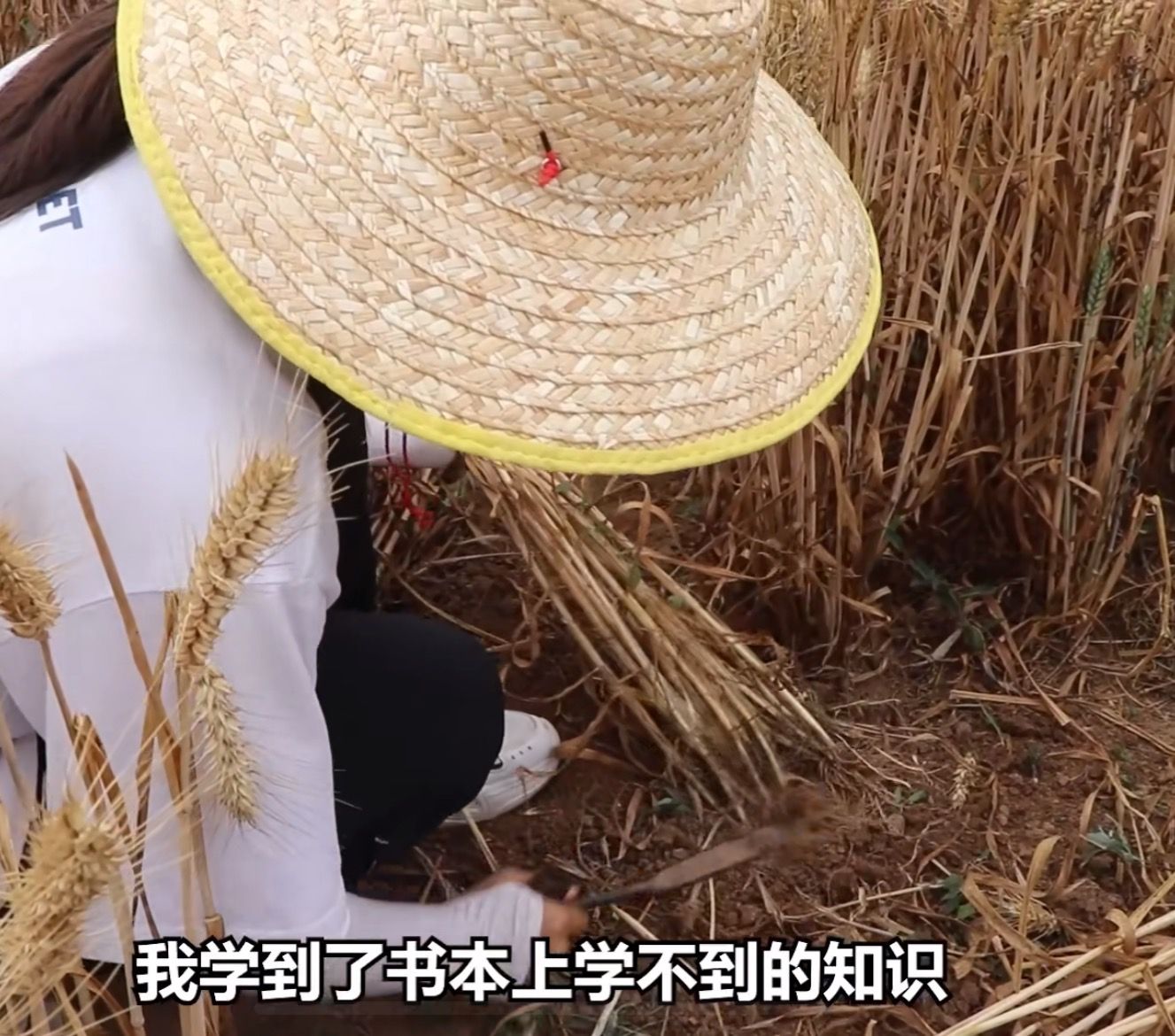 近日，西北农林科技大学组织三千师生麦收引发关注，新京报记者获悉，三夏麦收是学校传统，已持续超过80年。原视频截图