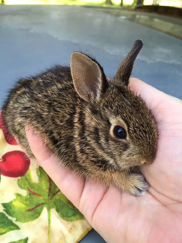 兔子小时候怪可爱的!我可以亲秃它们所有!__财经头条
