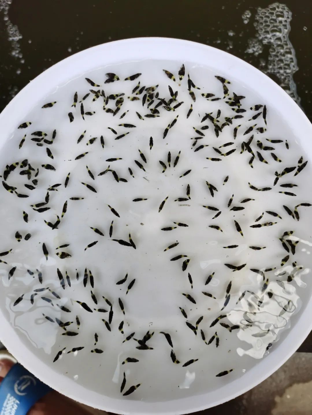 长速惊人鳜鱼苗从开口到500口斤只用15天看九江这家传统苗企如何成功